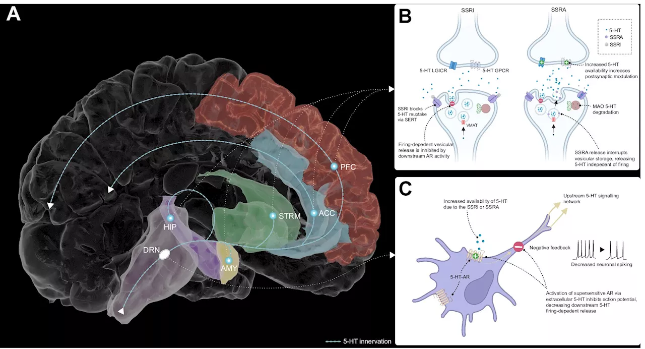 Serotonin changes how people learn and respond to negative information