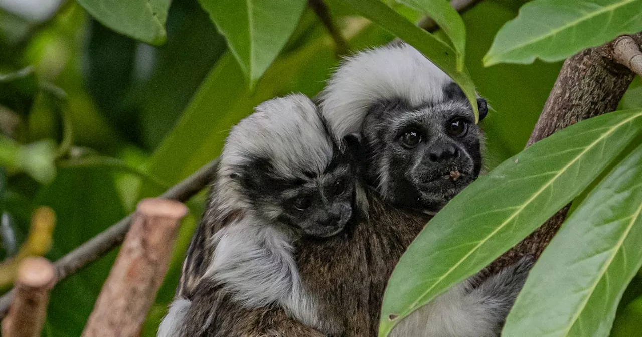 Twin babies of 'critically endangered' monkey species born at Chester Zoo