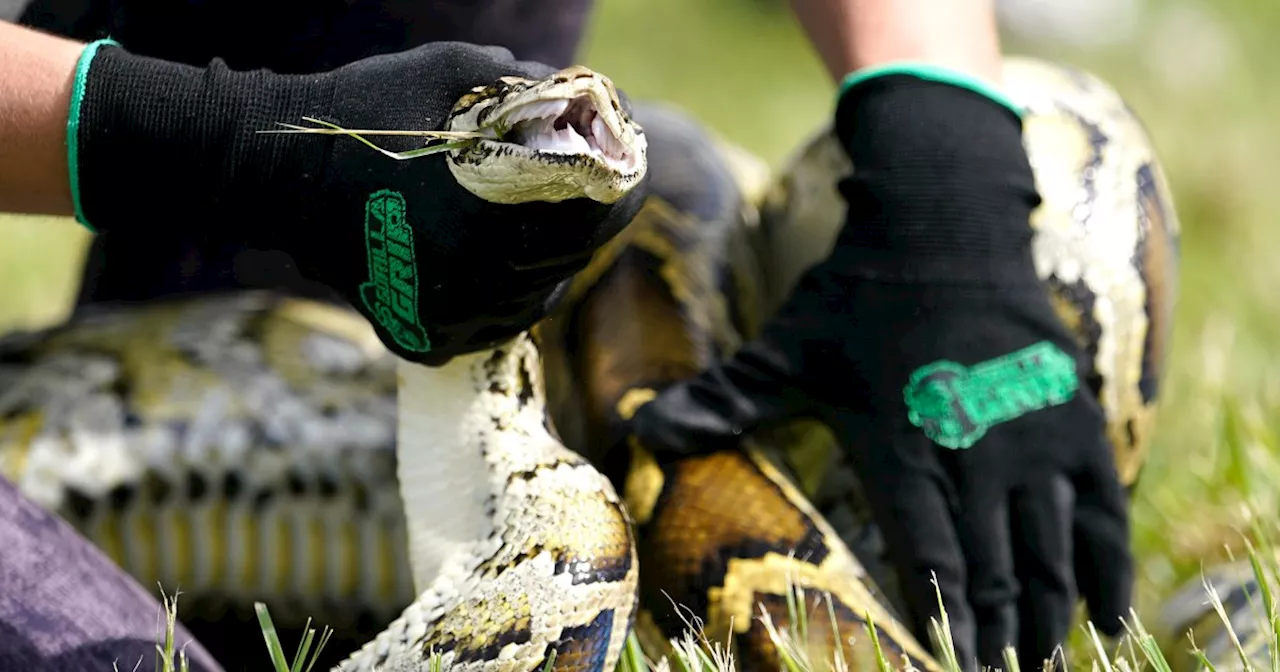 Snake hunters will wrangle invasive Burmese pythons in Everglades during Florida’s 10-day challenge