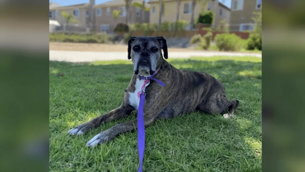 Lemon Grove family describes bee swarm attack that killed dog, injured 5 people