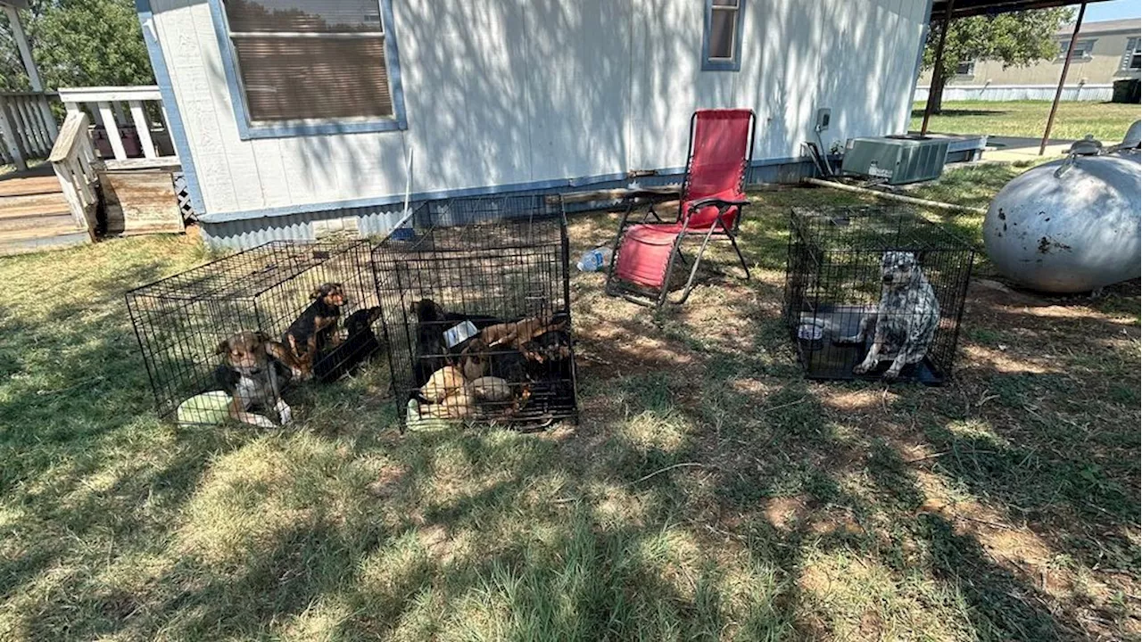 Overwhelmed animal shelter unable to assist with stray dogs in Bexar County