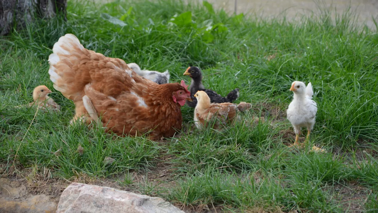 Beim Landwirt Otto Pasteiner in Oberbierbaum sind „Singerl“ geschlüpft