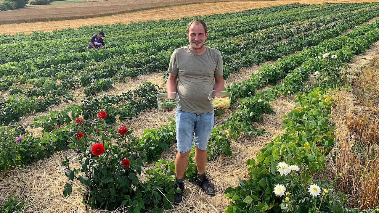 Fisolen vom Nondorfer Feld direkt in den Kochtopf
