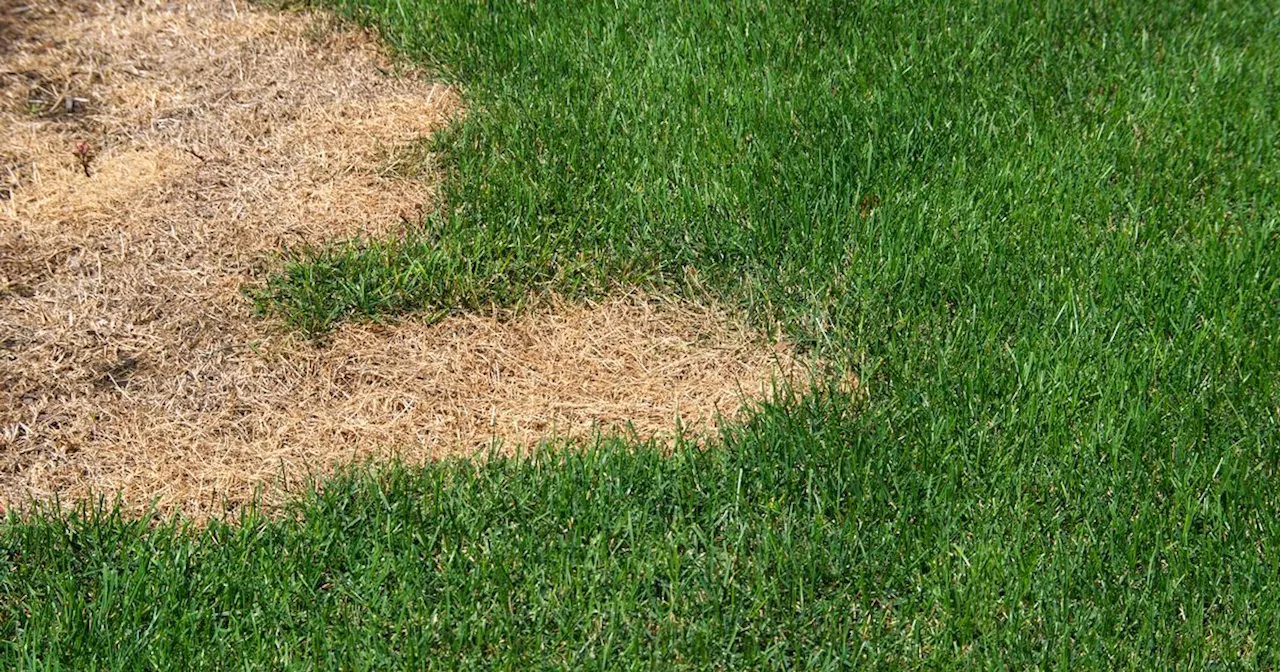 Gardening hack could transform 'dry' grass patches in just 3 days