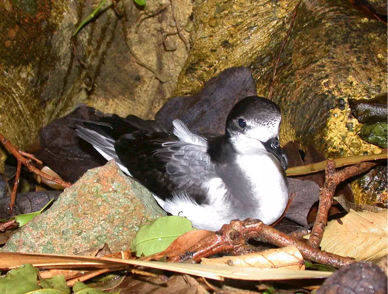 Age matters: New age-ID tool set to revolutionize threatened seabird conservation