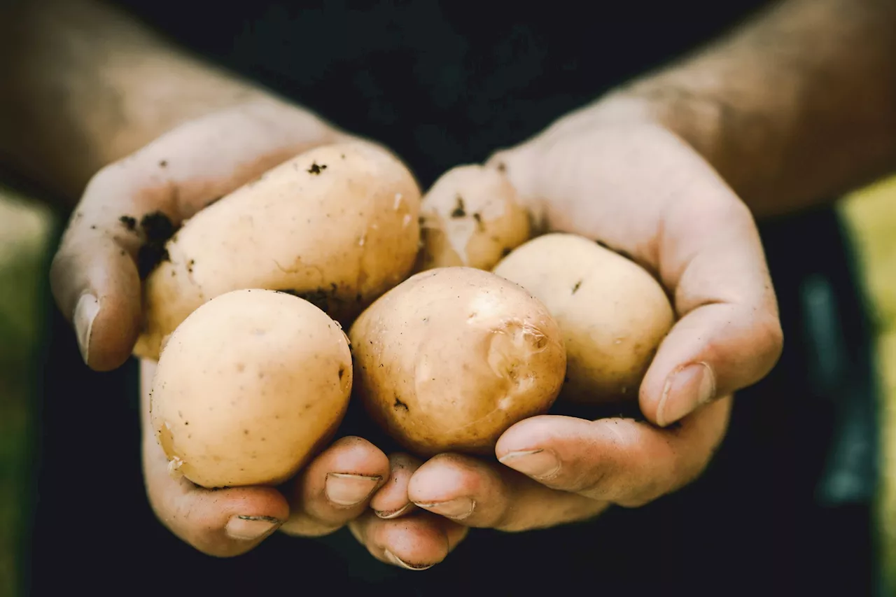 Defending potatoes