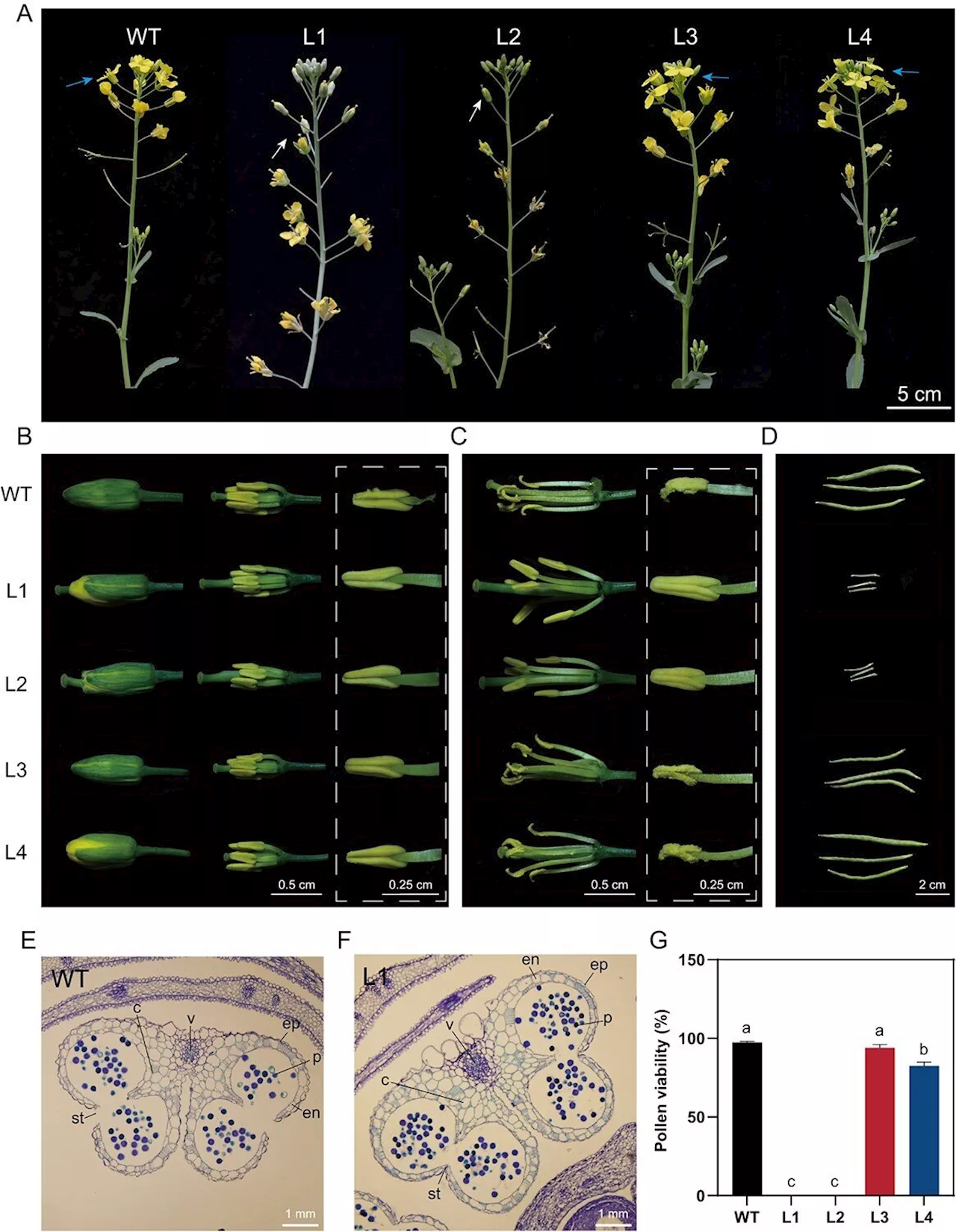 Unlocking the potential of rapeseed: CRISPR edits for hybrid efficiency