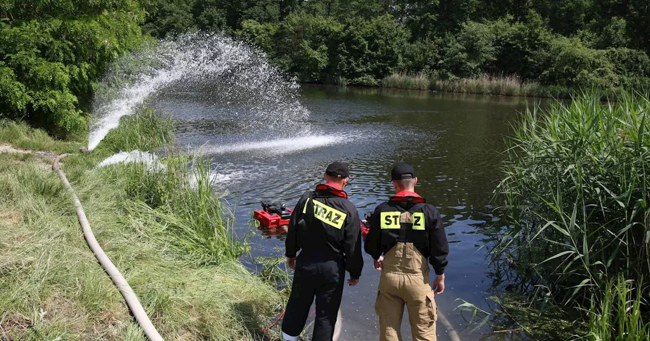 Giftige Goldalgen: Tonnenweise tote Fische aus Stausee in Polen geborgen