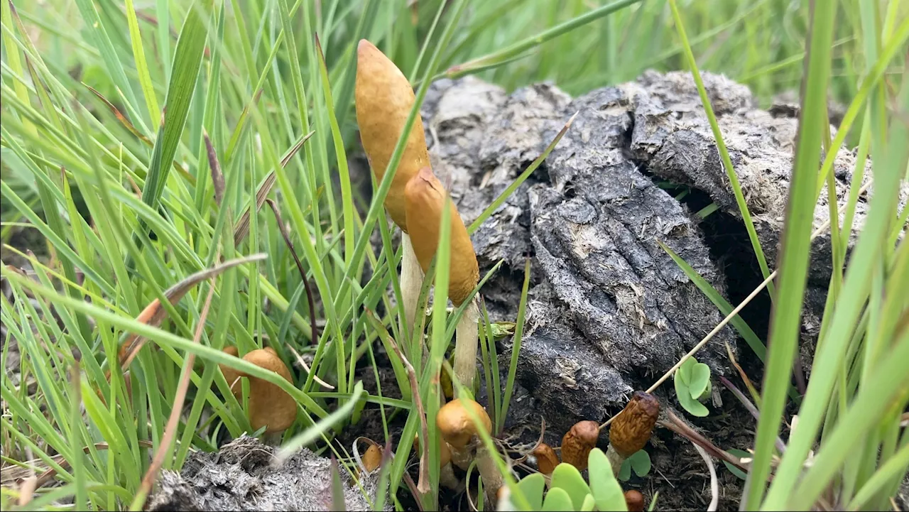 Researchers Have Discovered Two New Species of Psychedelic Mushrooms in Africa