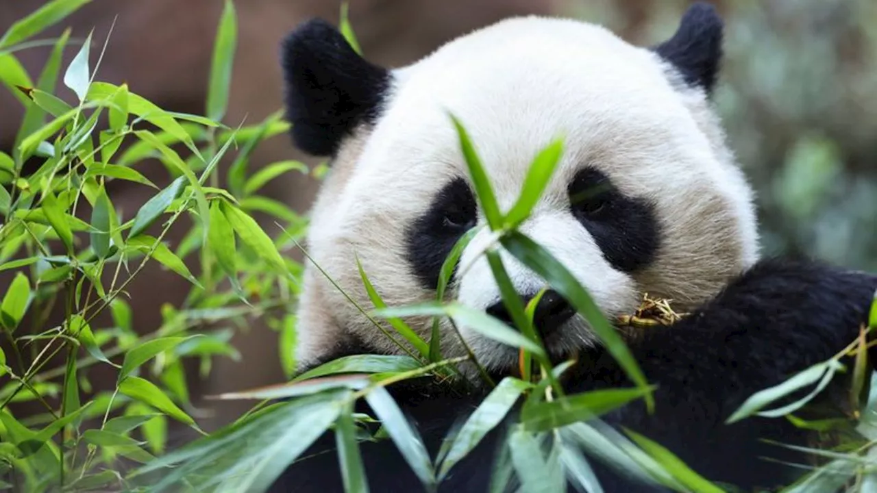 Tiere: Panda-Premiere im Zoo San Diego