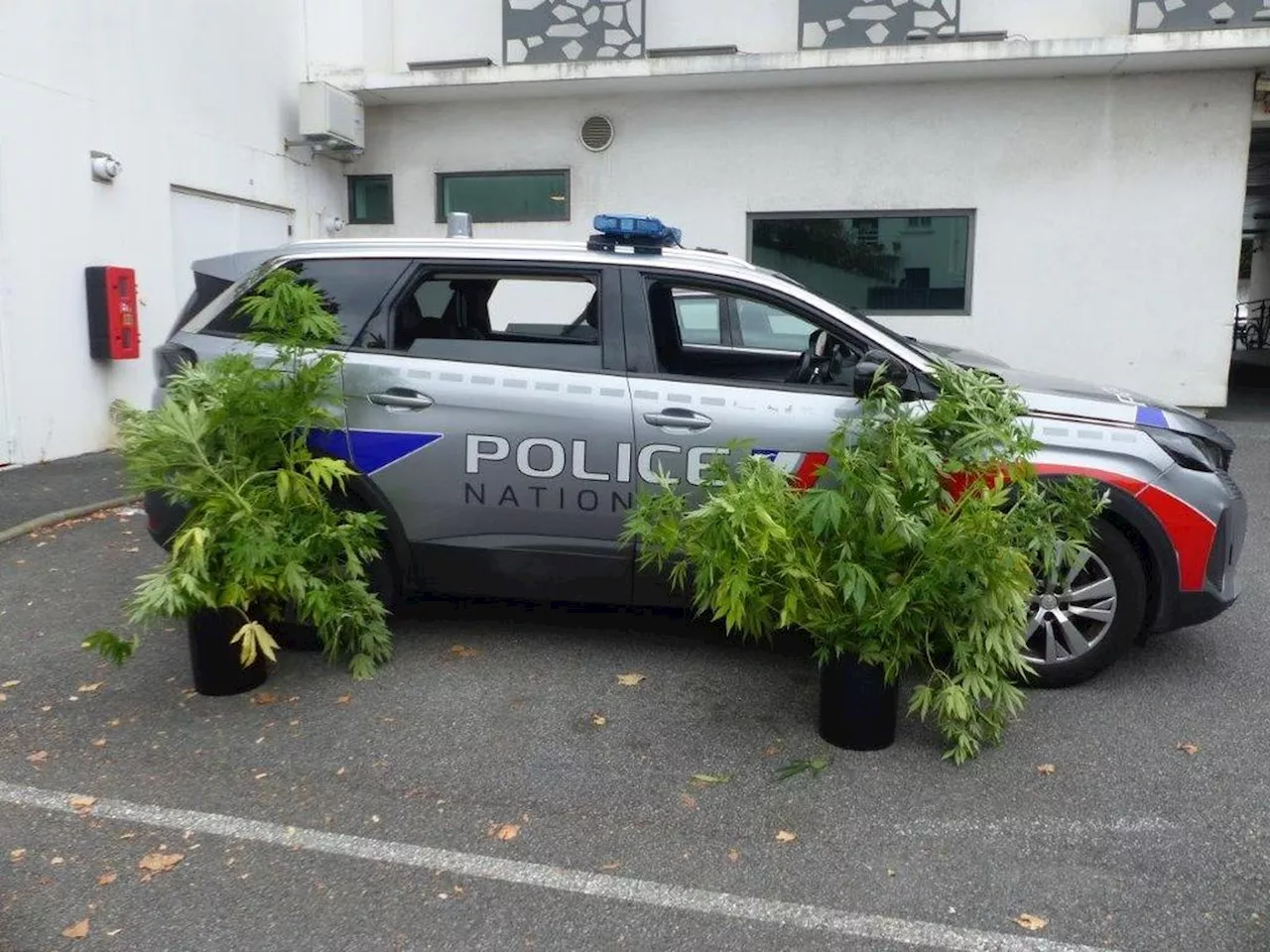 Pays basque : 25 plants de cannabis poussaient dans le jardin, un habitant d’Urrugne interpellé