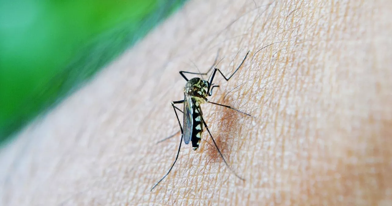 DOH notes rising dengue cases in Eastern Visayas