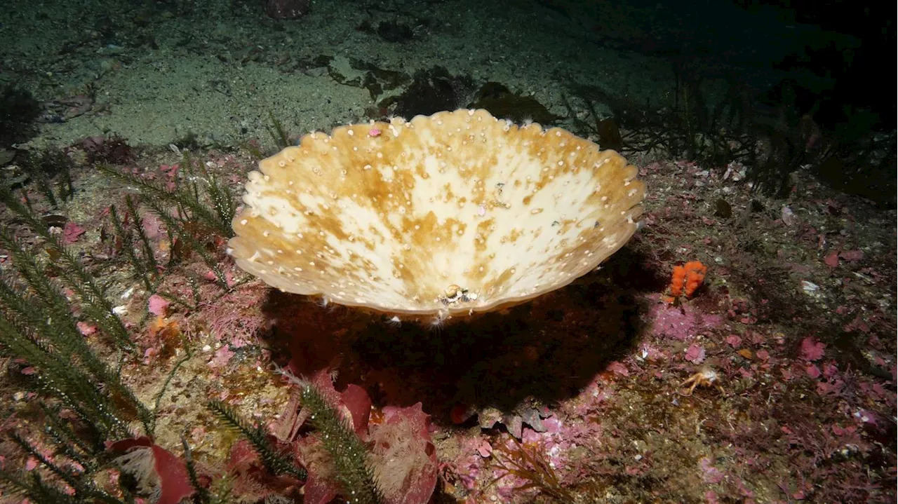 Folge einer Hitzewelle: Massensterben von Schwämmen in Fjorden Neuseelands