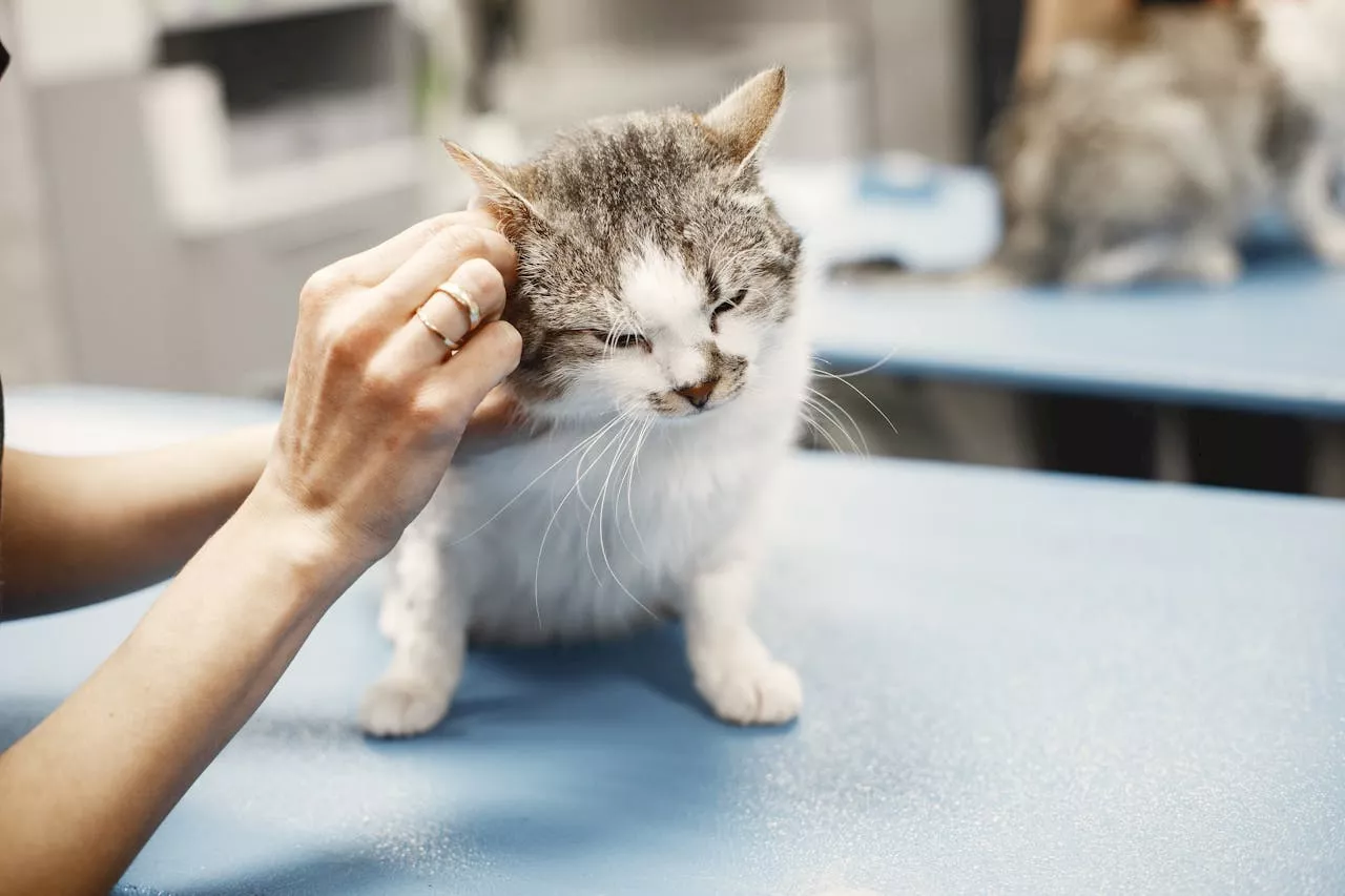 Feline AIDS: Understanding Feline Immunodeficiency Virus (FIV)