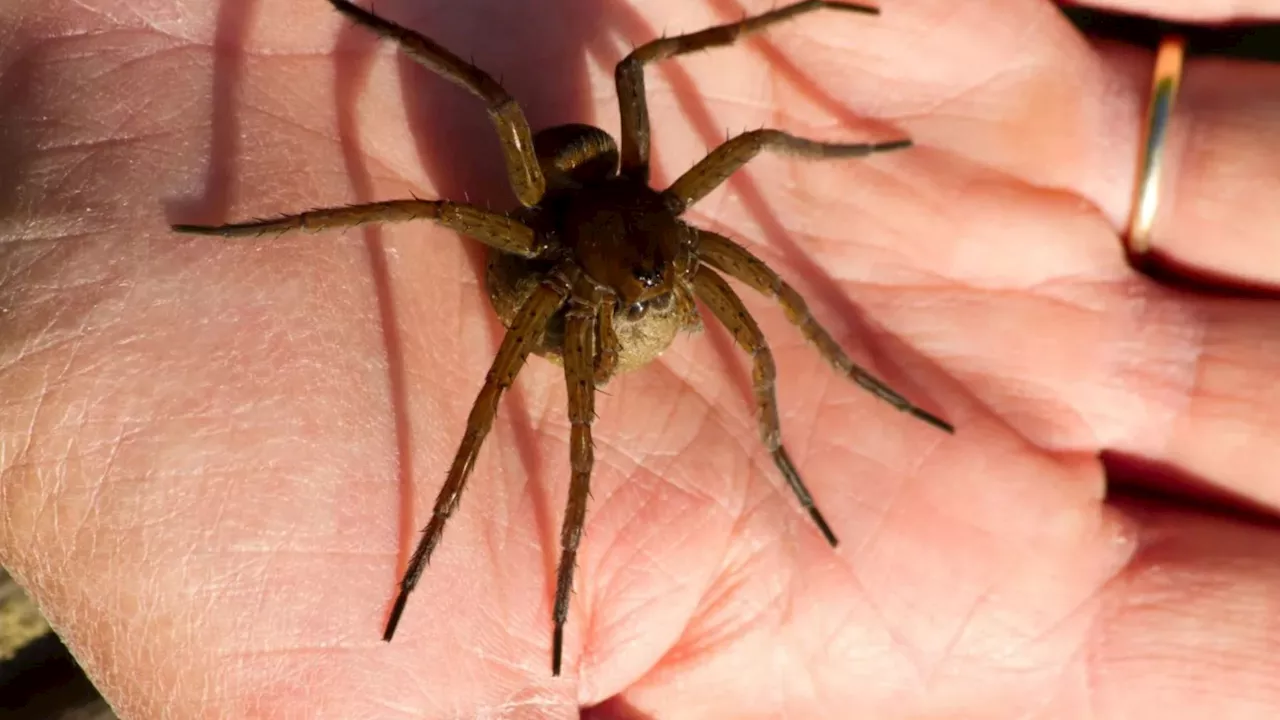 Spiders the size of RATS invade UK in their thousands as homeowners given urgent warning...