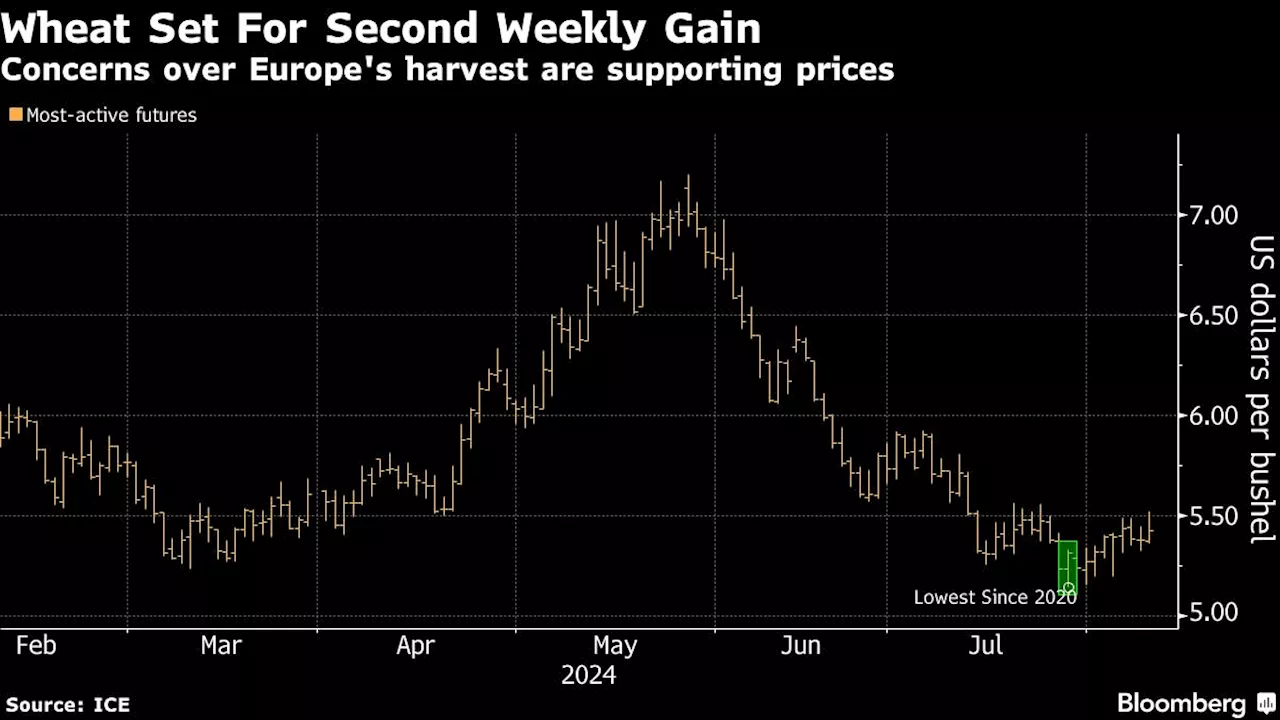 Wheat Set for Weekly Gain as Europe’s Harvest Seen Smaller