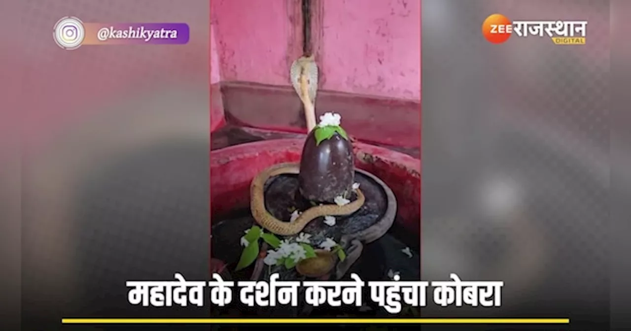 नाग पंचमी पर महादेव के दर्शन करने पहुंचा King Cobra, देखें अद्भुत वीडियो