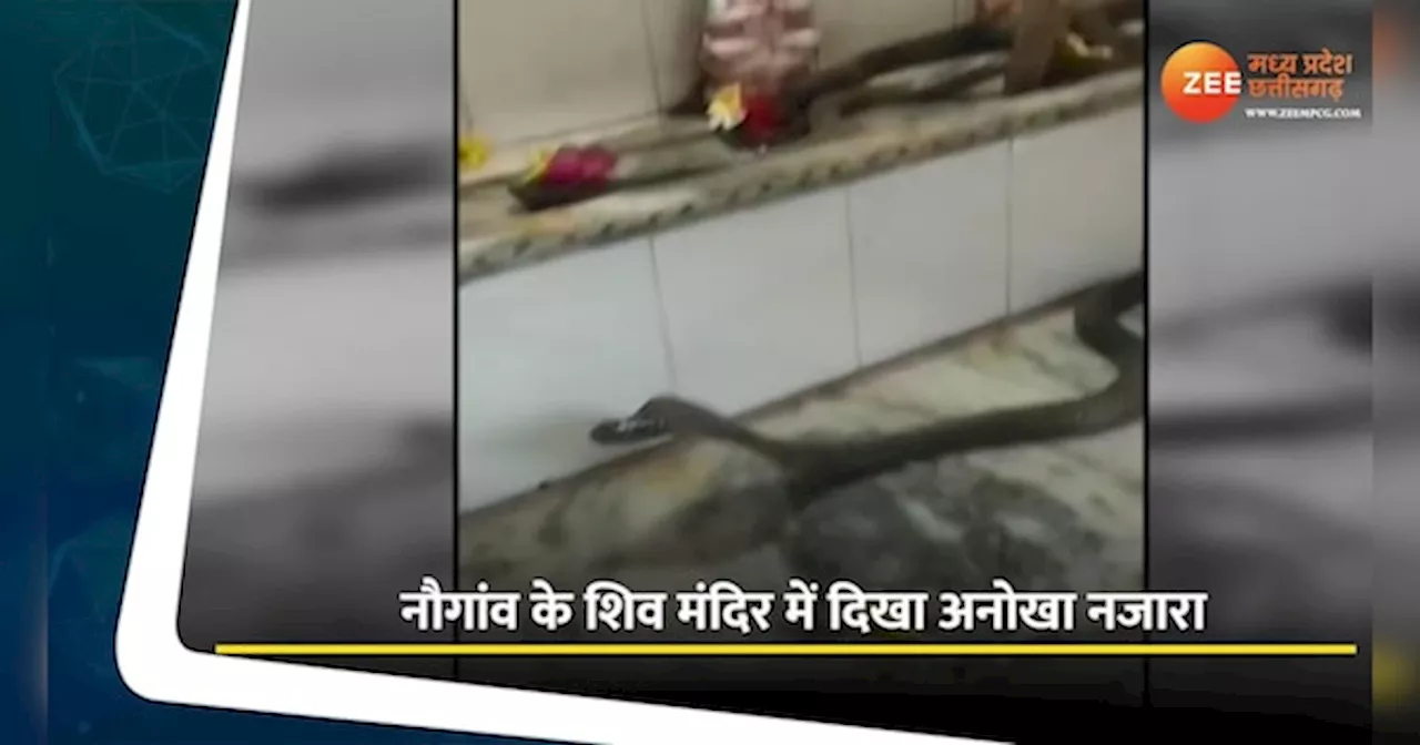 Chhatarpur Video: नाग पंचमी पर भोलेनाथ के दर्शन को पहुंचे कई नाग-नागिन, वीडियो ने खींचा सबका ध्यान