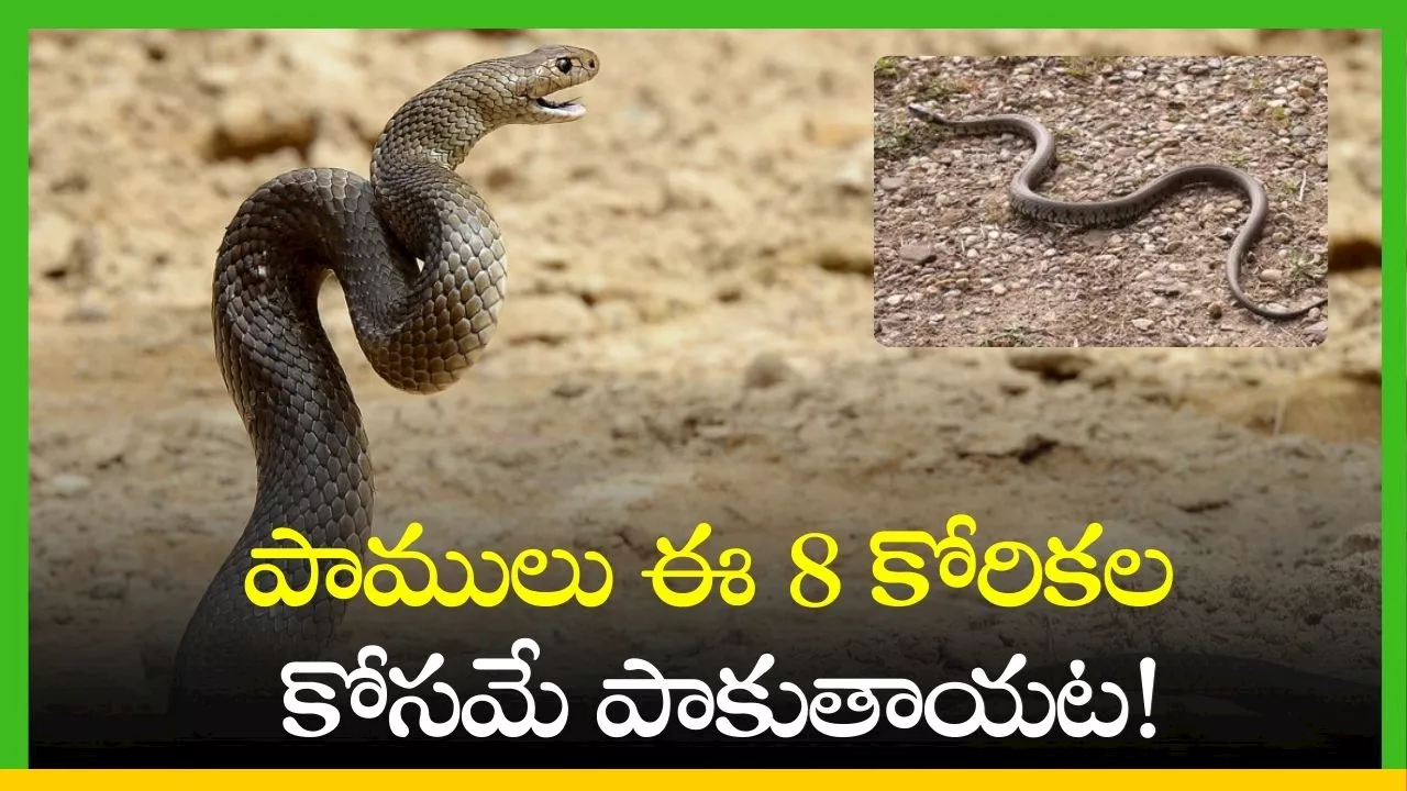 Snakes Crawling: పాములు ఈ 8 కోరికలు తీర్చుకోవడానికే పాకుతాయట!