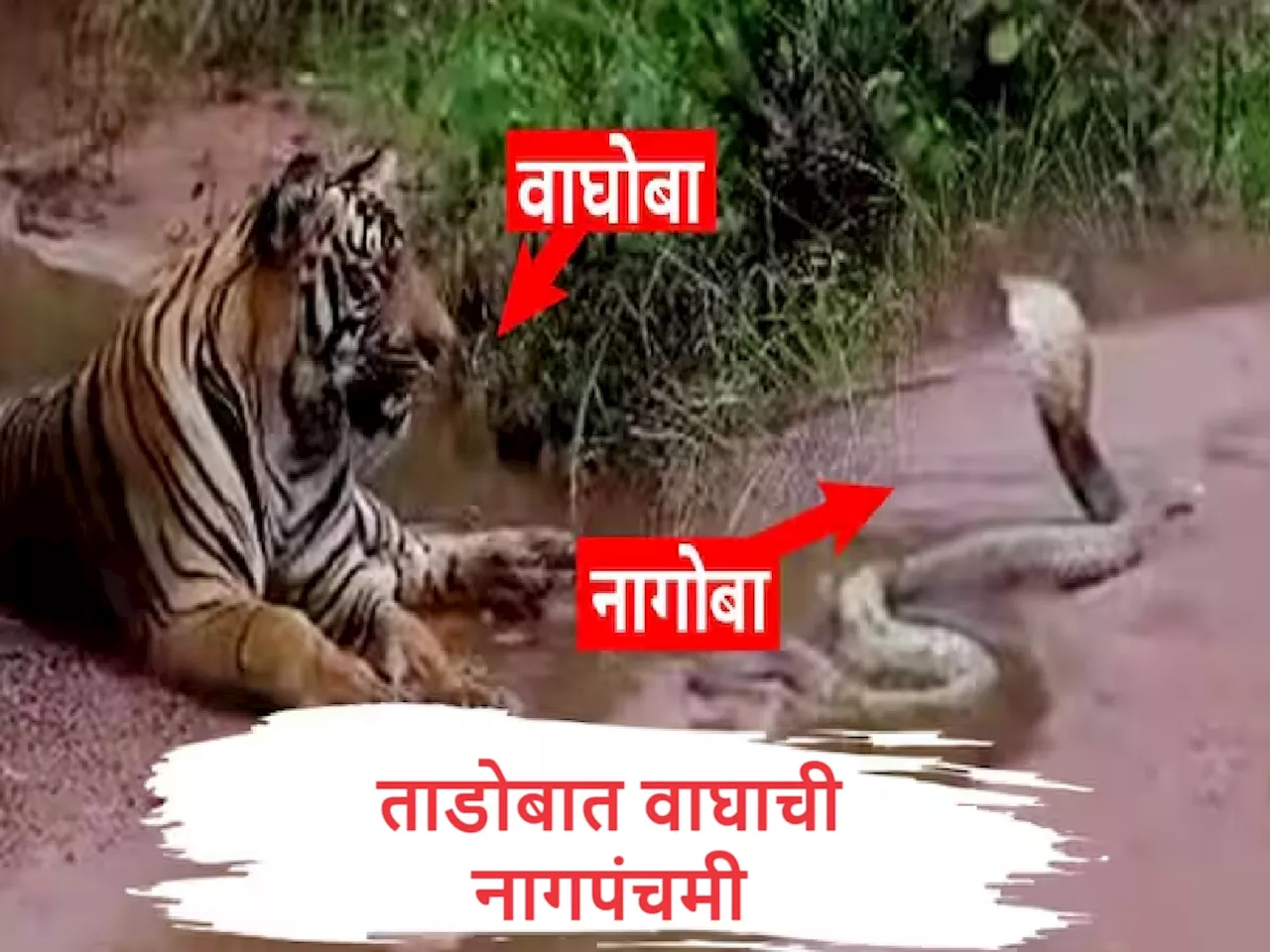 Tadoba Video : ताडोबात वाघाची नागपंचमी, दुर्मिळ क्षणाचा Video पाहिला का?