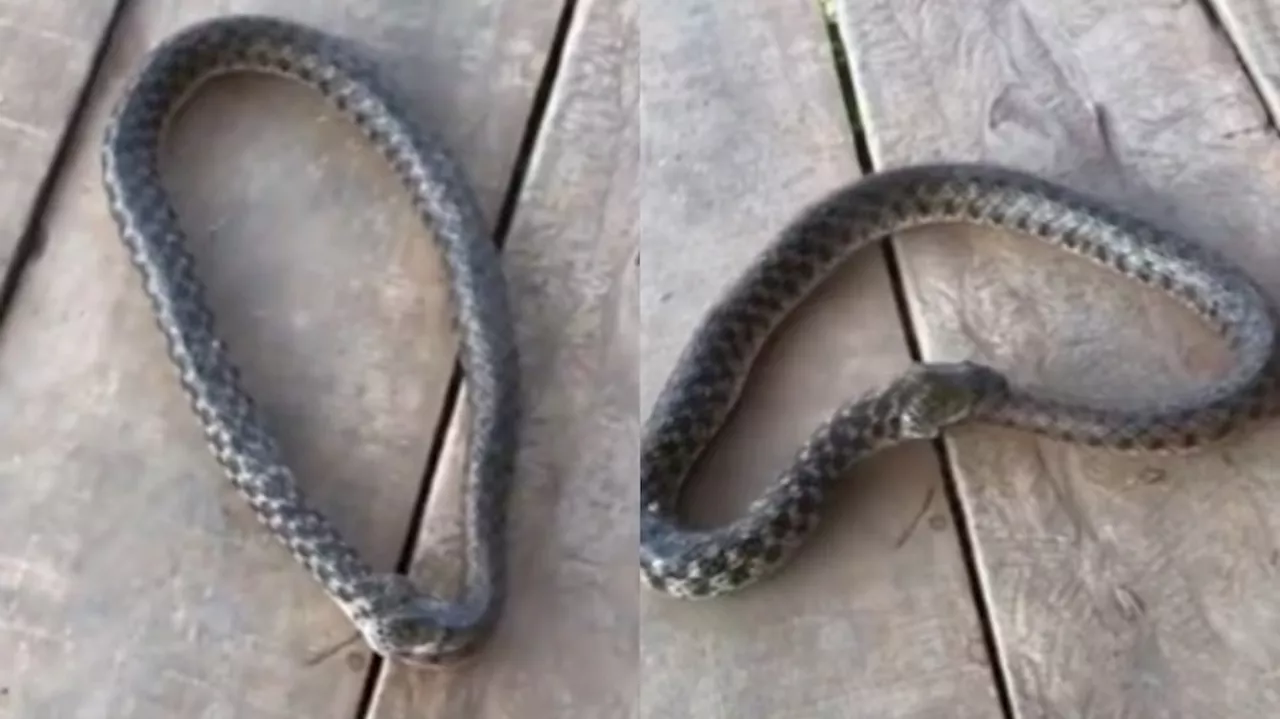 Venomous Snake Video: వామ్మో.. తనను తానే మింగేస్తున్నపాము.. వైరల్ గా మారిన షాకింగ్ వీడియో..