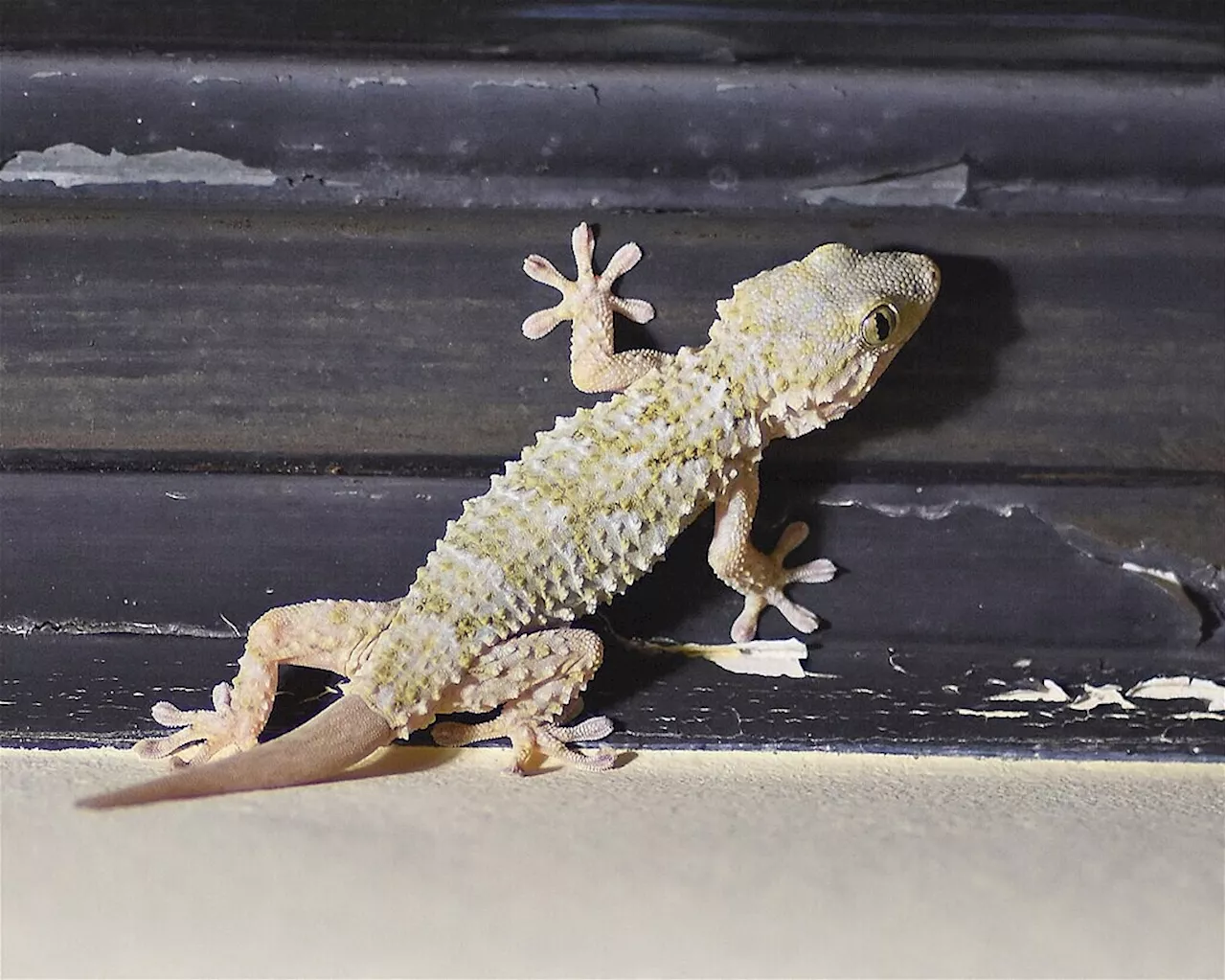 Ennemi des moustiques, le gecko est-il aussi nuisible à notre traditionnel lézard des murailles ?