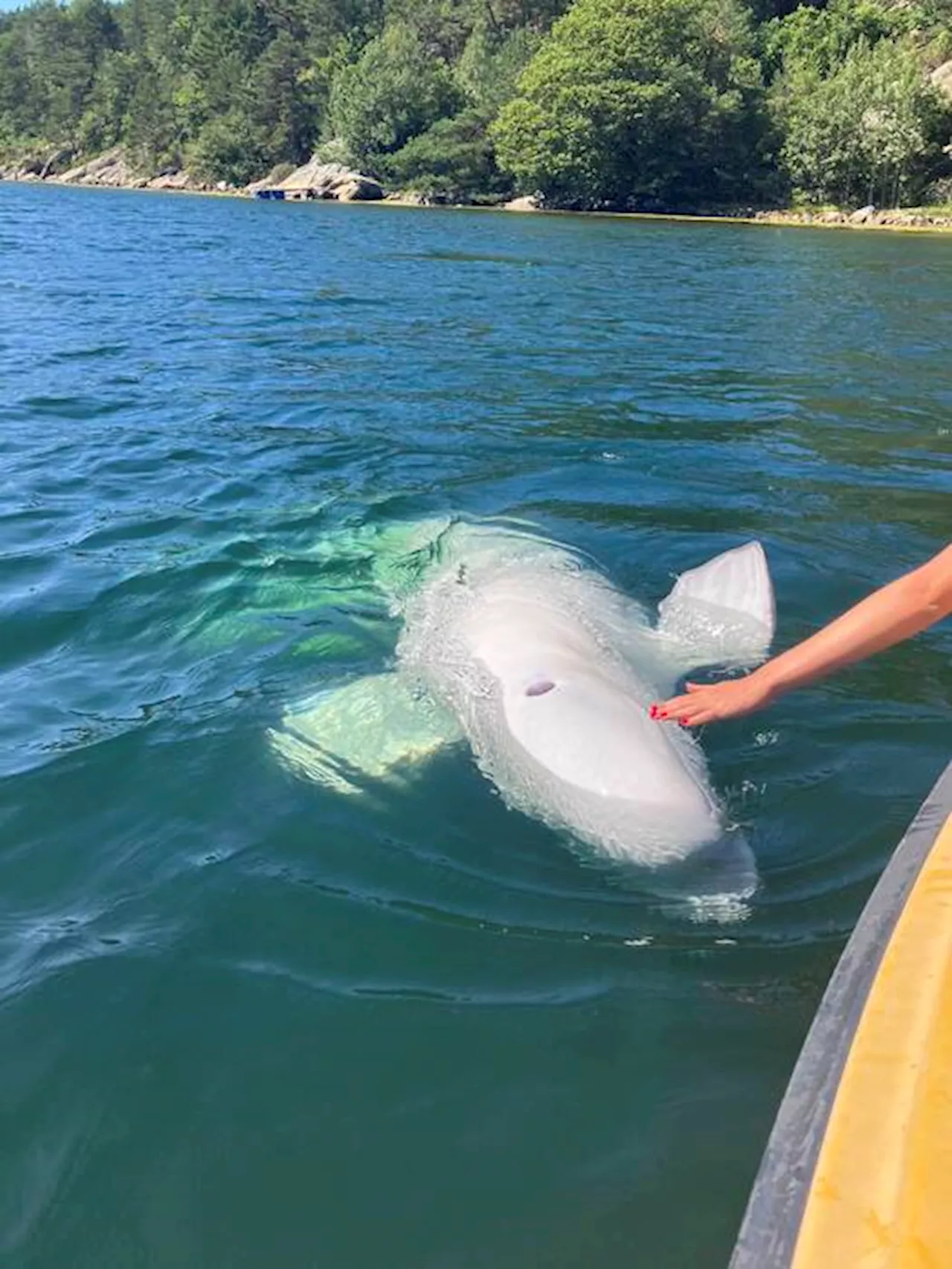 É morto Hvaldimir, beluga 'spia' che ha conquistato la Norvegia