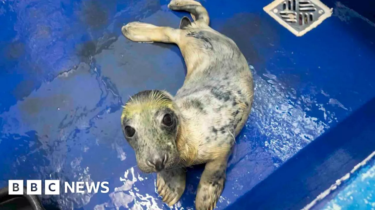 First seal pup of the season arrives at Cornish Seal Sanctuary