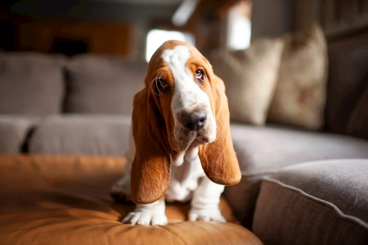 Was sind schon vier Minuten oder vier Jahre: Der Hund hat keine Uhr