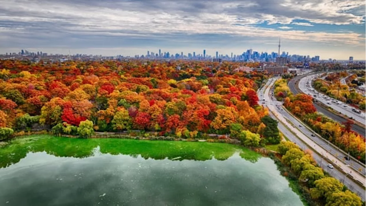 Fall colours could end faster in Ontario due to summer flash floods