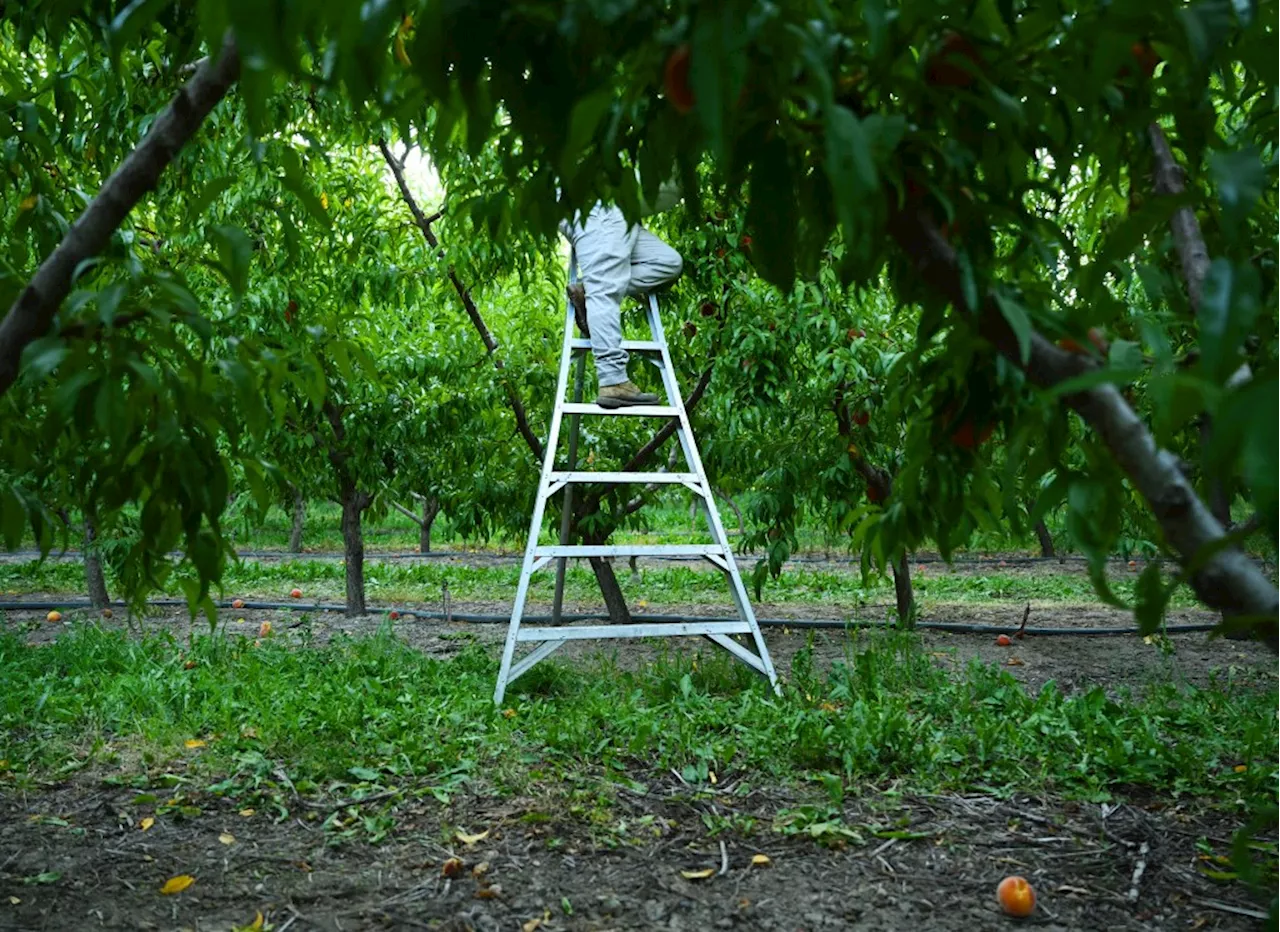 Unenforced Labor: An investigation into unsafe working conditions in Colorado agriculture