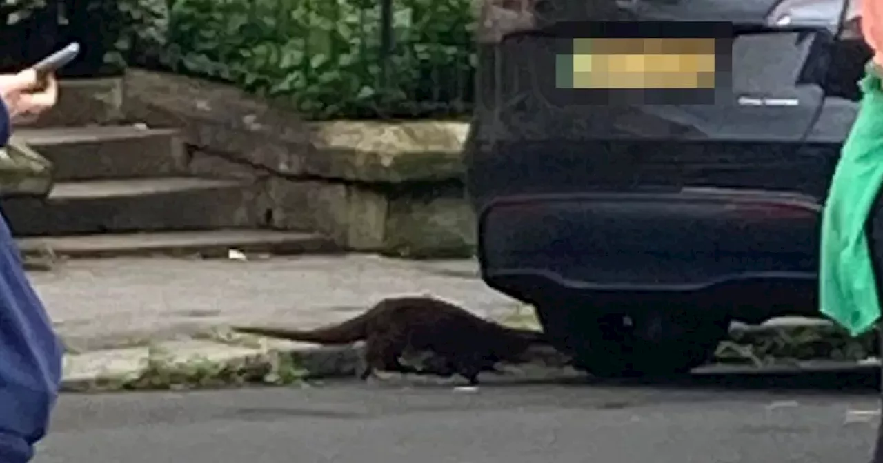 Glasgow 'young team' rescue lost otter found wondering on west end street