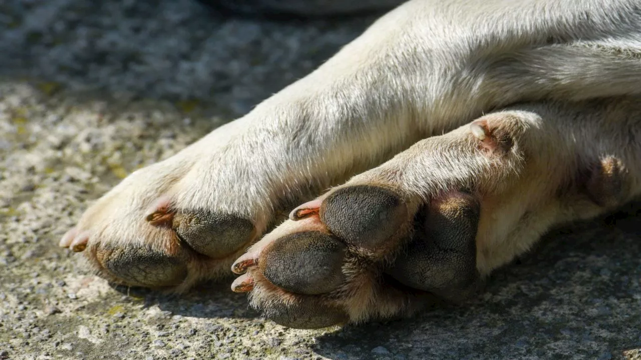 IMÁGENES FUERTES: captan a hombre caminando con un perrito desollado, lo ofrecía para tacos