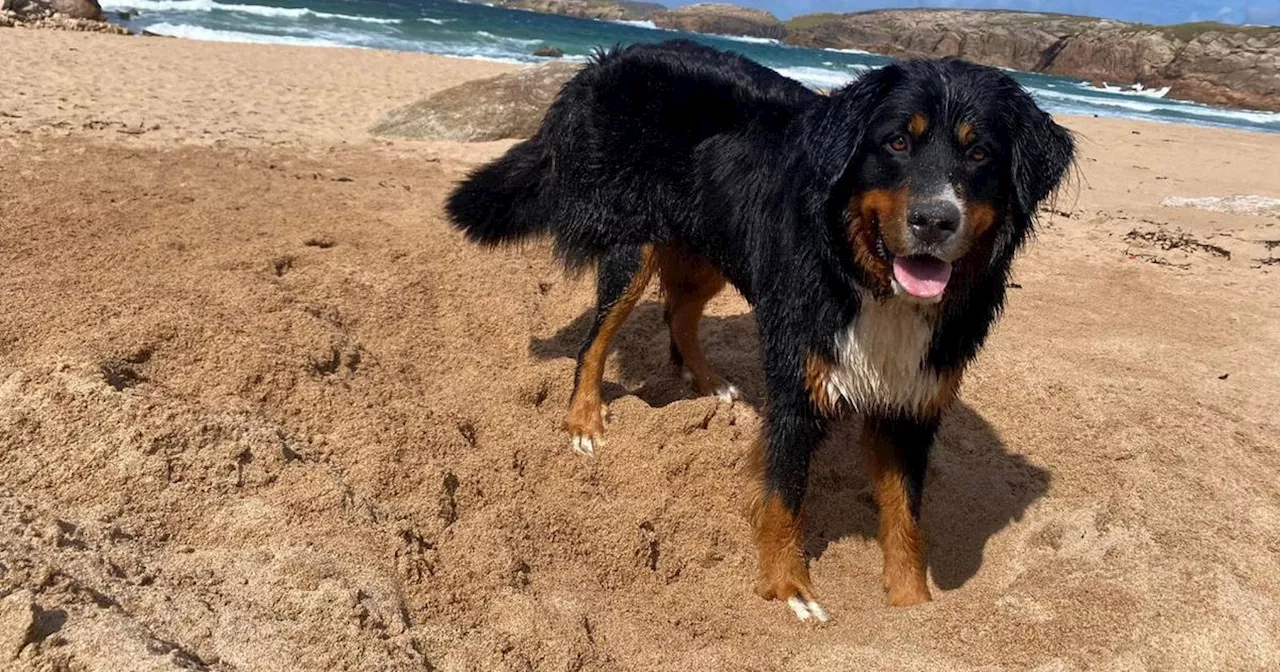 Miracle of missing dog Mali found on a cliff edge 200 feet above the sea