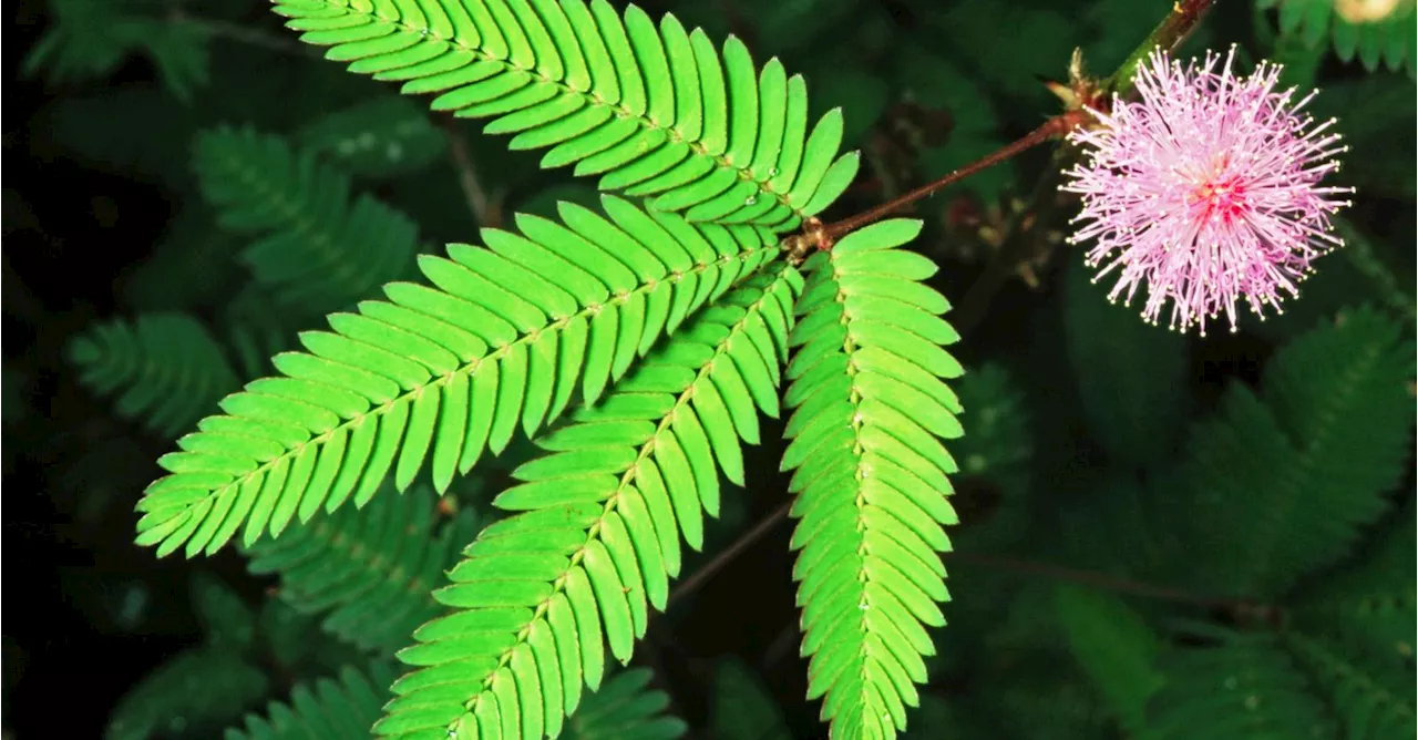 Het geheugen van het kruidje-roer-me-niet: hebben planten toch verstand en gevoelens?