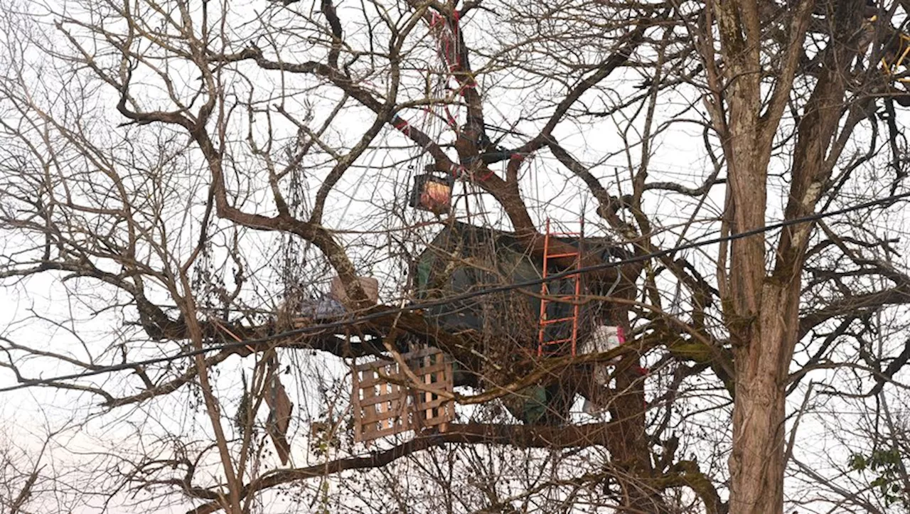 INFO LA DEPECHE. A69 : Des arbres coupés cette nuit sur le tracé de la future autoroute en Haute-Garonne