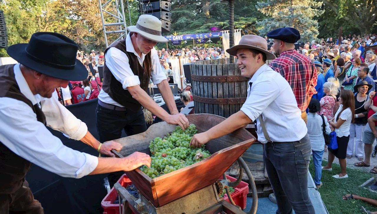 Ban des vendanges : la récolte 2024 officiellement lancée dans la vallée du Rhône