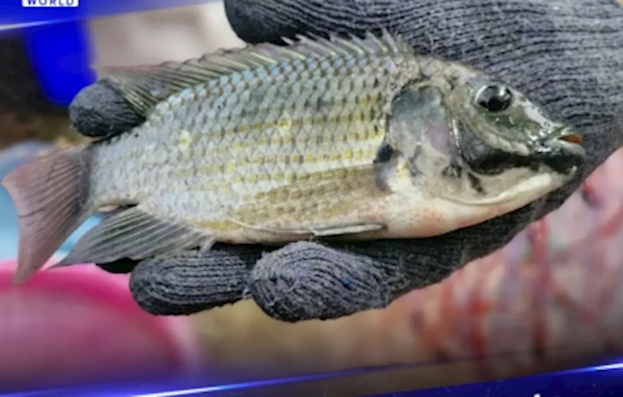 With RM1.2b at stake, Thailand battles against invasive ‘alien’ blackchin tilapia for next generation’s sake