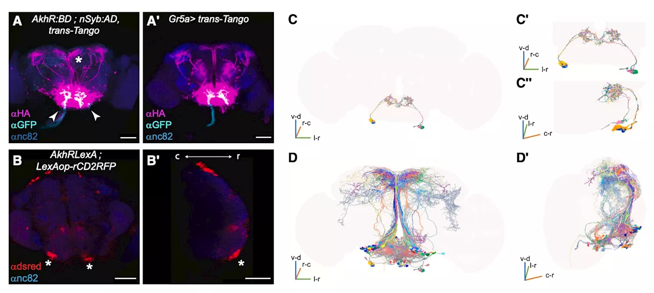 How hunger influences aversive learning in fruit flies