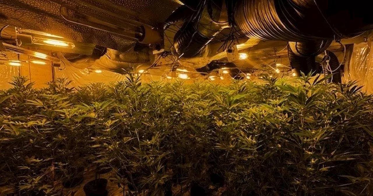 Huge cannabis farm worth £500k uncovered after police burst into building