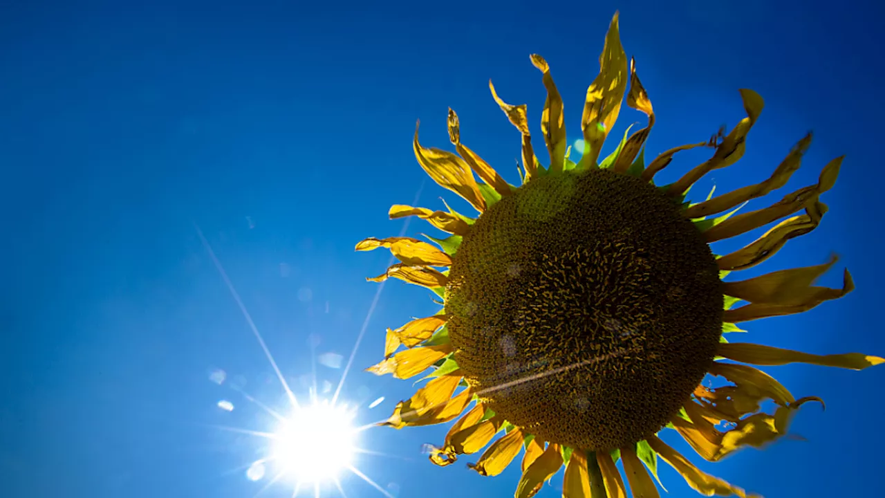 Wetter kommende Woche spätsommerlich mit Werten über 30 Grad