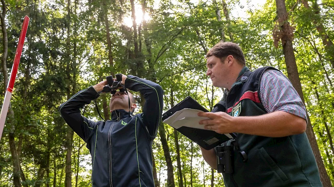 Bayern: Warum 2024 ein wenig Hoffnung für den Wald in Bayern gibt