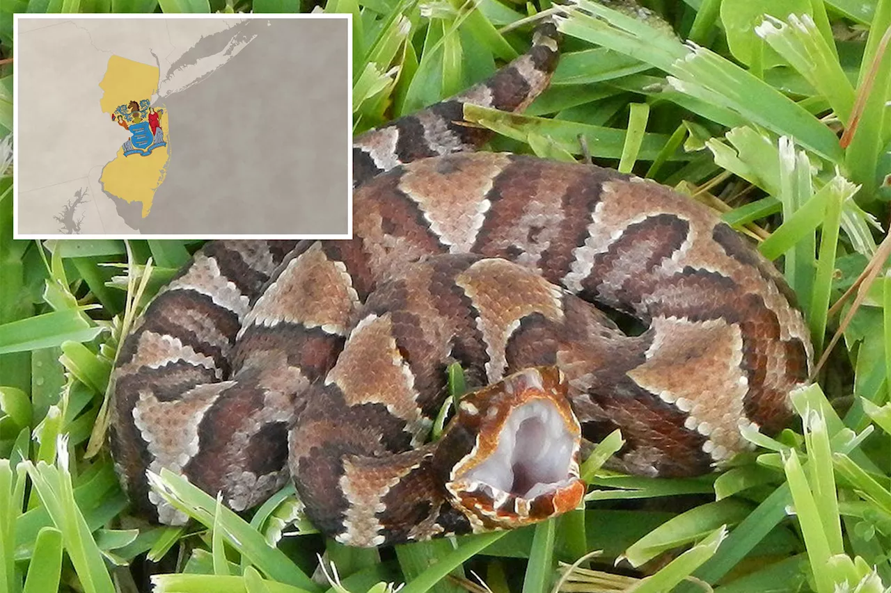 Venomous snake warning issued by wildlife officials in New Jersey: 'Never touch it'