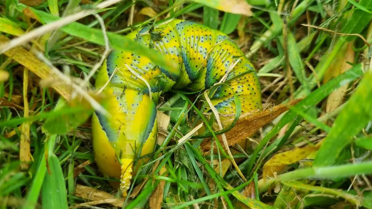 Deze rups verandert in een creepy vlinder, Frans vertelt je er meer over