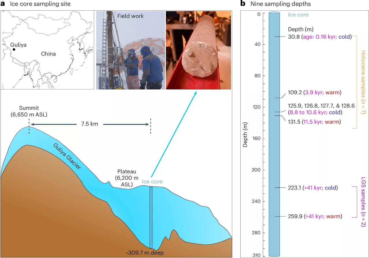 Ancient viral genomes preserved in glaciers reveal climate history—and how viruses adapt to climate change