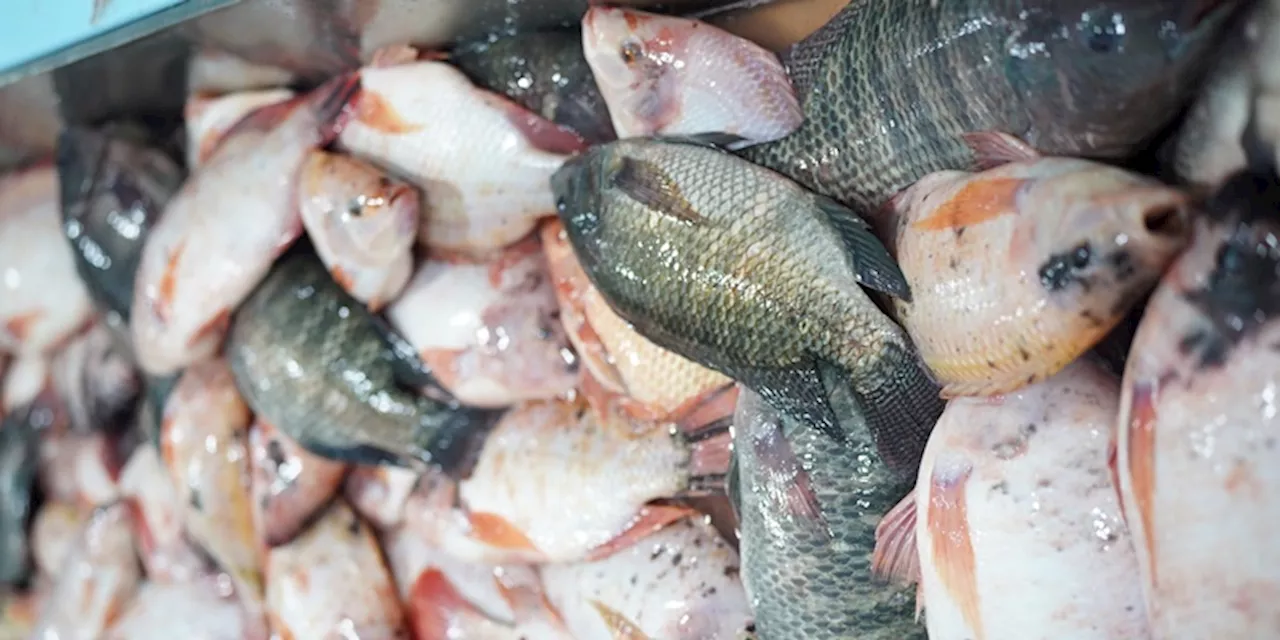 Hilirisasi Tilapia Jateng Tembus Pasar Global