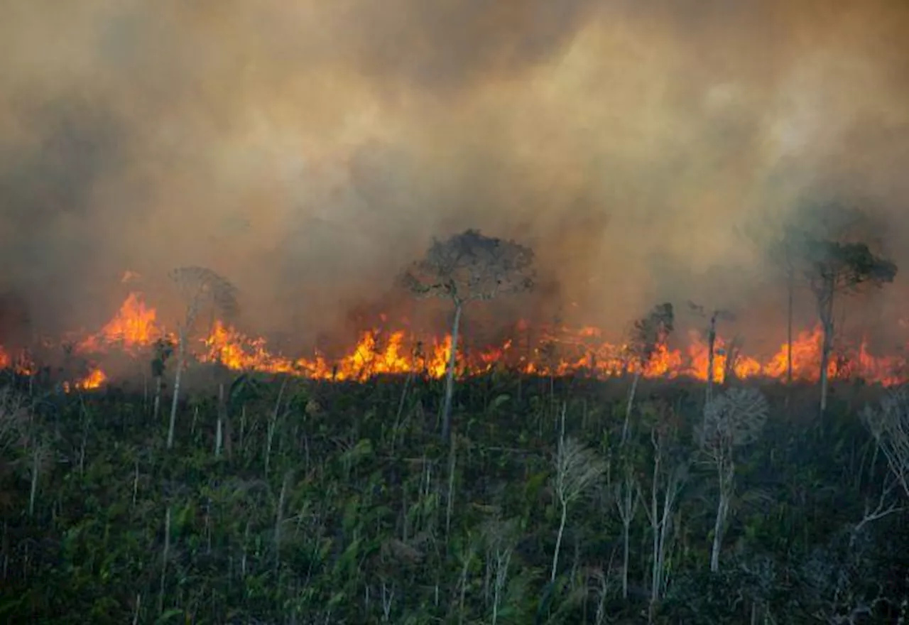 Projeto do Distrito Federal utiliza IA para detectar incêndios no Cerrado