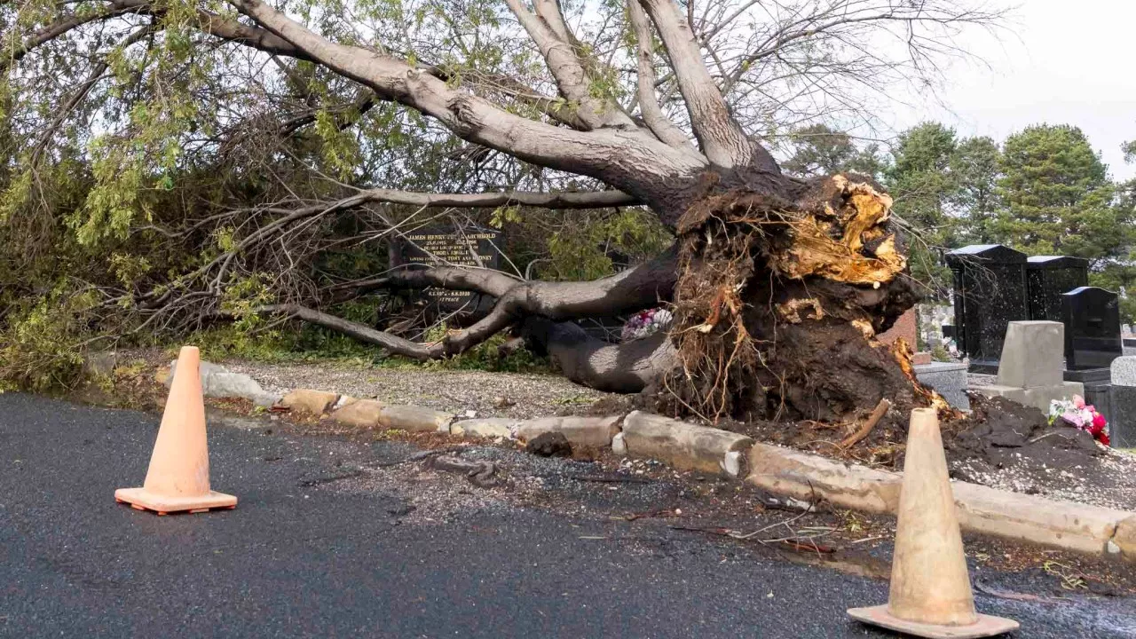 Woman killed as winds bring down tree on cabin in NSW