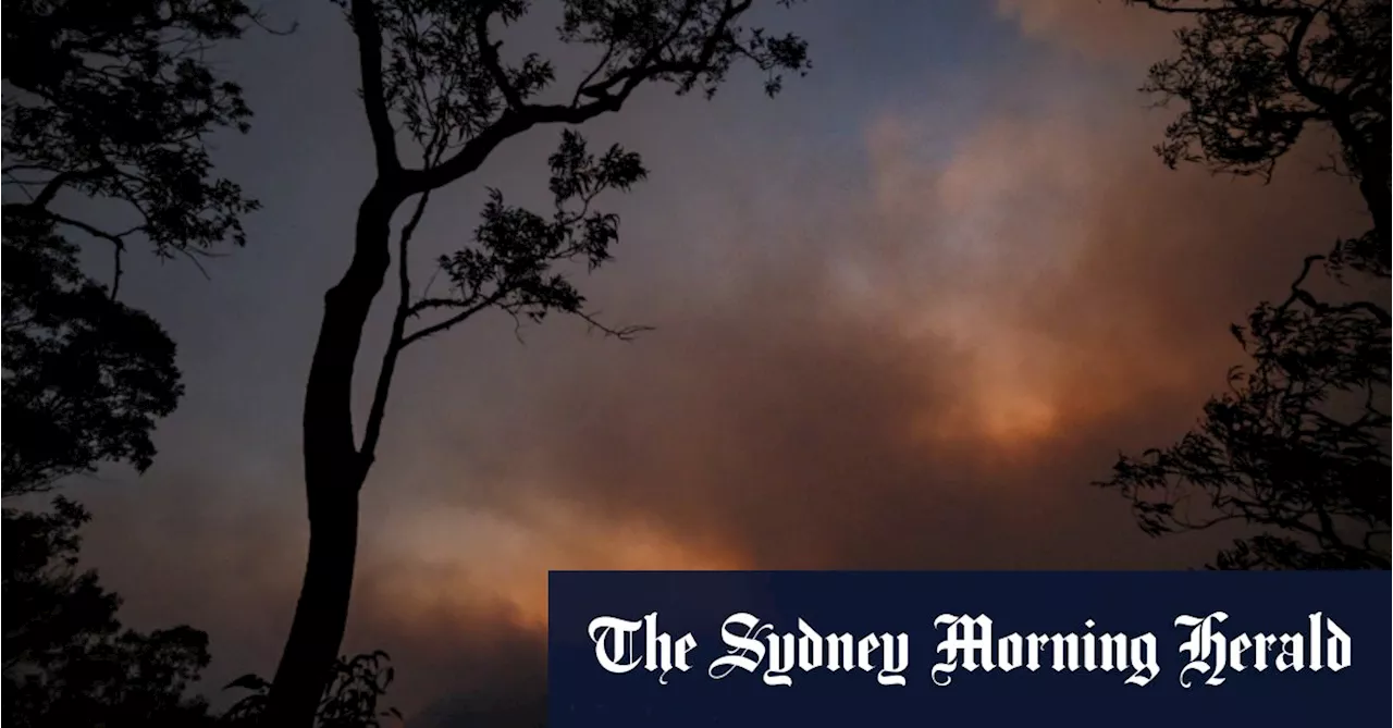 Woman killed by falling tree as wild weather forecast for Sydney, NSW