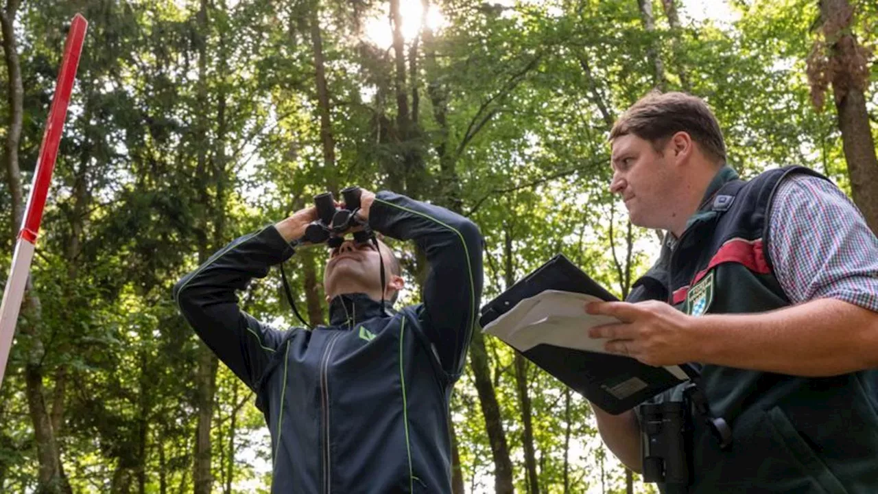 Monitoring: Warum 2024 ein wenig Hoffnung für den Wald in Bayern gibt